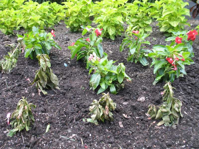 Cankers, diebacks, and wilts